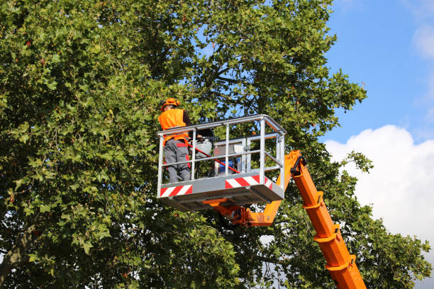 Best Tree Preservation Services  in St Maries, ID